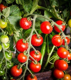 3  obľúbené talianske jedlá, v ktorých dominujú paradajky